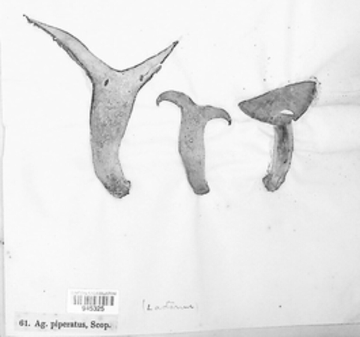 Lactifluus piperatus image